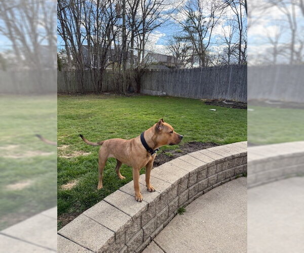 Medium Photo #6 American Pit Bull Terrier Puppy For Sale in Techny, IL, USA