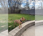 Small #5 American Pit Bull Terrier