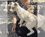 Small #5 Whijack