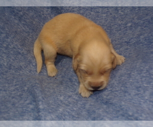 Golden Retriever Puppy for sale in CROSSVILLE, TN, USA