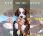 Puppy Independence Miniature Australian Shepherd
