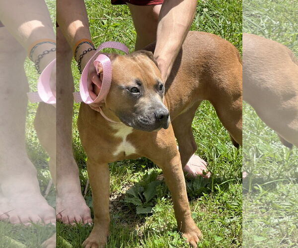 Medium Photo #8 Boxer-Unknown Mix Puppy For Sale in Rockaway, NJ, USA