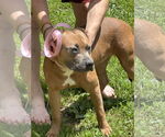 Small #7 Boxer Mix