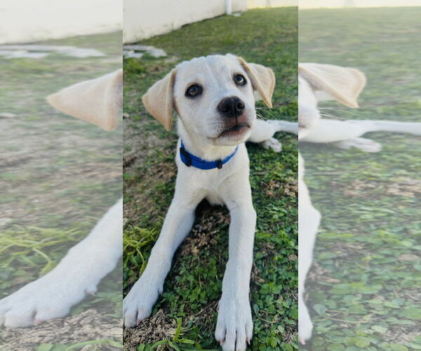 Medium Photo #1 Labrador Retriever-Unknown Mix Puppy For Sale in Jefferson, NJ, USA