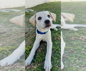Labrador Retriever-Unknown Mix Dogs for adoption in Jefferson, NJ, USA