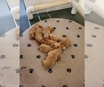 Small Photo #4 Golden Retriever Puppy For Sale in NEWTON GROVE, NC, USA
