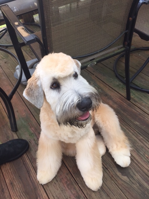 Medium Photo #3 Soft Coated Wheaten Terrier Puppy For Sale in THOMASVILLE, NC, USA