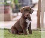 Small #2 Dalmatian-Labrador Retriever Mix