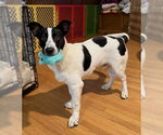 Small Photo #5 Dachshund-Unknown Mix Puppy For Sale in St. Louis Park, MN, USA