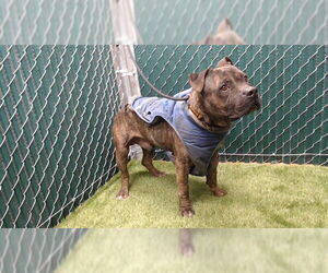 Mutt Dog for Adoption in Downey, California USA