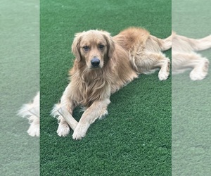 Father of the Goldendoodle puppies born on 11/23/2025