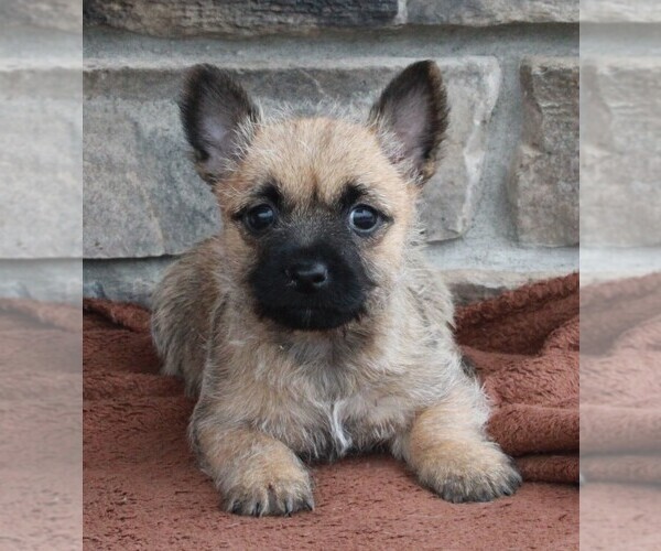 Medium Photo #1 Cairn Terrier Puppy For Sale in FREDERICKSBURG, OH, USA