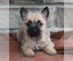 Small Photo #1 Cairn Terrier Puppy For Sale in FREDERICKSBURG, OH, USA