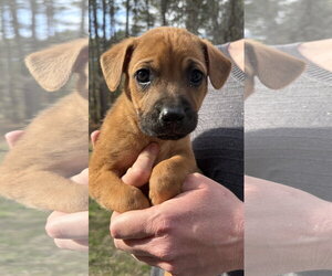 German Shepherd Dog-Unknown Mix Dogs for adoption in Holly Springs, NC, USA