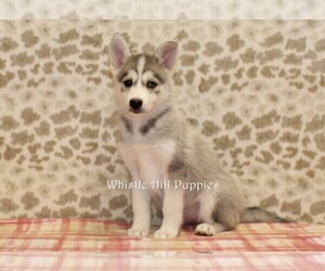 Pomsky Puppy for sale in DENVER, PA, USA