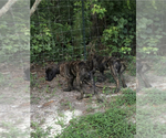 Small Photo #1 Mastiff Puppy For Sale in BRANTLEY, AL, USA