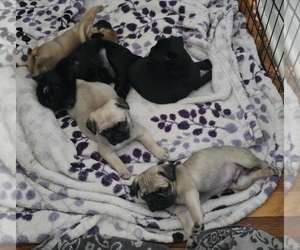 Pug Litter for sale in INDEPENDENCE, MO, USA