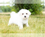 Small Photo #8 Maltese Puppy For Sale in WARSAW, IN, USA