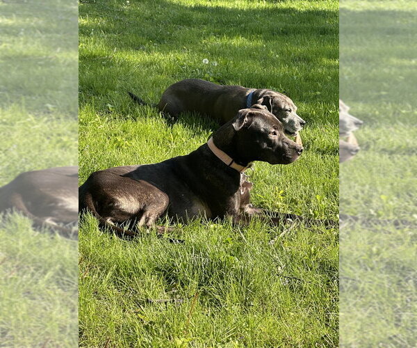 Medium Photo #8 Mutt Puppy For Sale in Mundelein, IL, USA