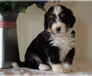 Bernedoodle Puppy for sale in FREDERICKSBG, OH, USA
