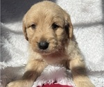 Small Photo #14 Goldendoodle Puppy For Sale in SAN FERNANDO, CA, USA