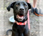 Small #3 Labrador Retriever Mix