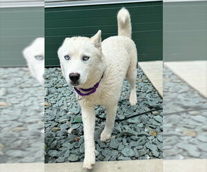 Siberian Husky Dogs for adoption in Waterford, VA, USA