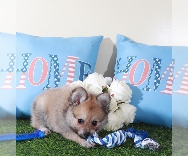 Medium Photo #4 Pomeranian Puppy For Sale in MOUNT VERNON, OH, USA