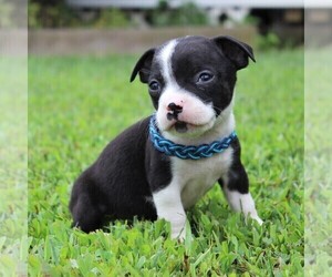Boston Terrier-Jack Russell Terrier Mix Puppy for sale in MECHANICSVILLE, MD, USA