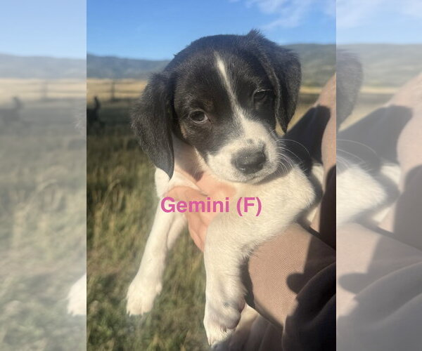 Medium Photo #2 Border Collie-Unknown Mix Puppy For Sale in Tabernash, CO, USA