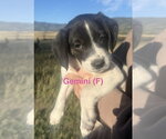 Small #1 Border Collie Mix