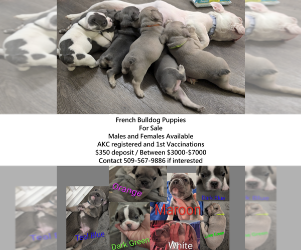 Medium Photo #1 French Bulldog Puppy For Sale in KENNEWICK, WA, USA