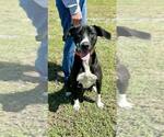 Small #3 Mutt