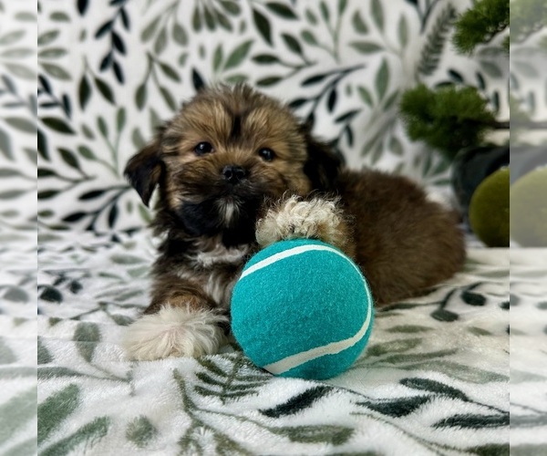 Medium Photo #5 Shorkie Tzu Puppy For Sale in GREENFIELD, IN, USA