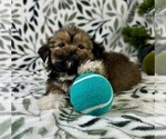 Small #4 Shorkie Tzu