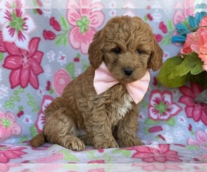 Goldendoodle (Miniature) Puppy for sale in LANCASTER, PA, USA
