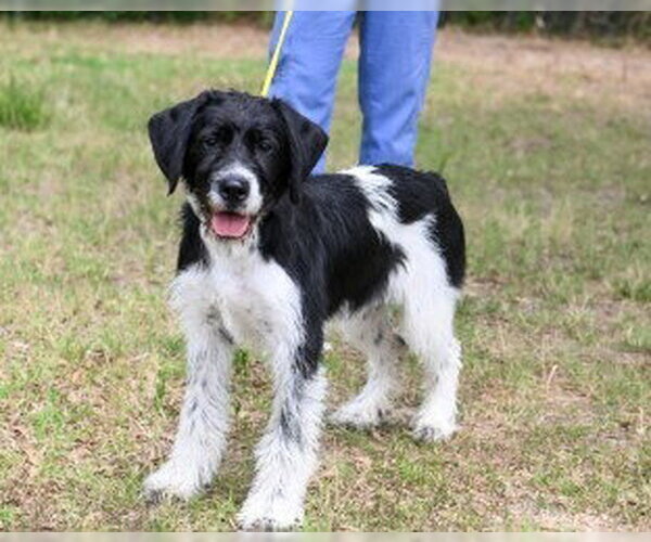 Medium Photo #2 Mutt Puppy For Sale in Glen Allen, VA, USA
