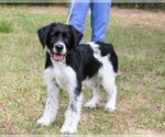 Small #1 Mutt