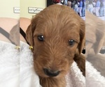 Puppy Ol Yeller Goldendoodle