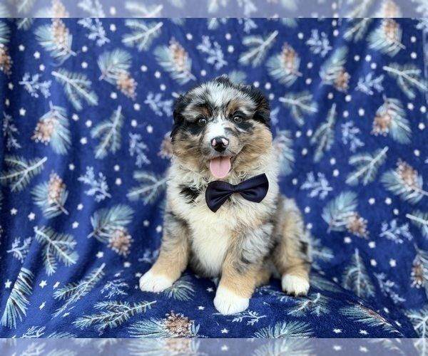 Medium Photo #2 Miniature Australian Shepherd Puppy For Sale in LAKELAND, FL, USA