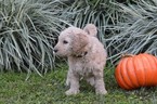 Small Photo #2 Goldendoodle Puppy For Sale in DOWLING PARK, FL, USA