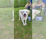 Small #2 Great Pyrenees