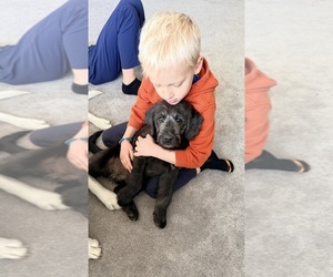 Labradoodle Puppy for Sale in MARSHFIELD, Missouri USA