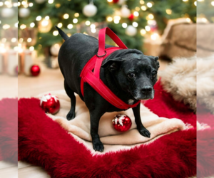 Chihuahua-Unknown Mix Dogs for adoption in Vail, AZ, USA