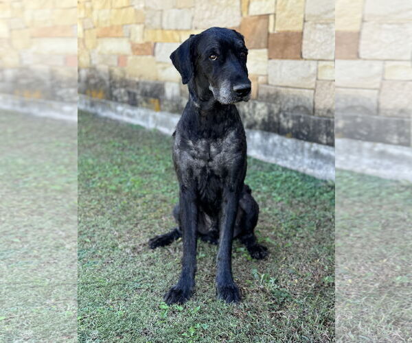 Medium Photo #5 Mutt Puppy For Sale in PIPE CREEK, TX, USA