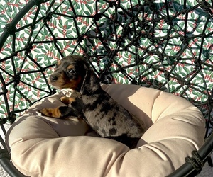 Dachshund Puppy for sale in WEBSTER, FL, USA