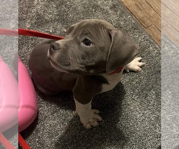 Medium Photo #17 American Bully Puppy For Sale in BUFFALO, NY, USA