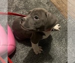 Small Photo #17 American Bully Puppy For Sale in BUFFALO, NY, USA