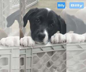 Labrenees Dogs for adoption in Alexander, AR, USA