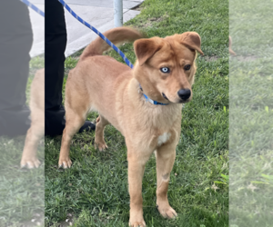 Sam - Male Siberian Husky-Unknown Mix Dog for Adoption - Photo #2